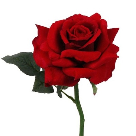 Valentijns kado surprise rode roos/rozenblaadjes zwart masker