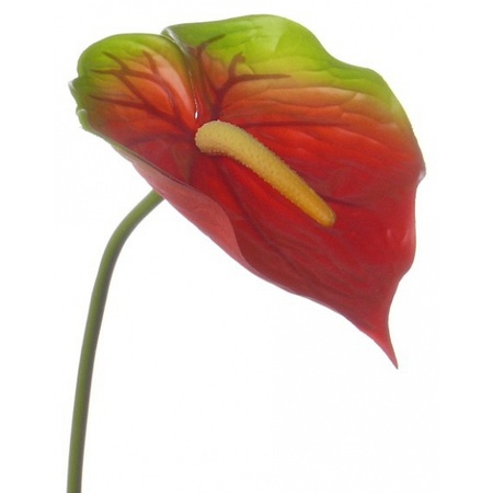 Kunst anthurium 78 cm rood groen